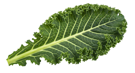 Fresh green curly kale leaf, rich in nutrients, isolated on transparent background