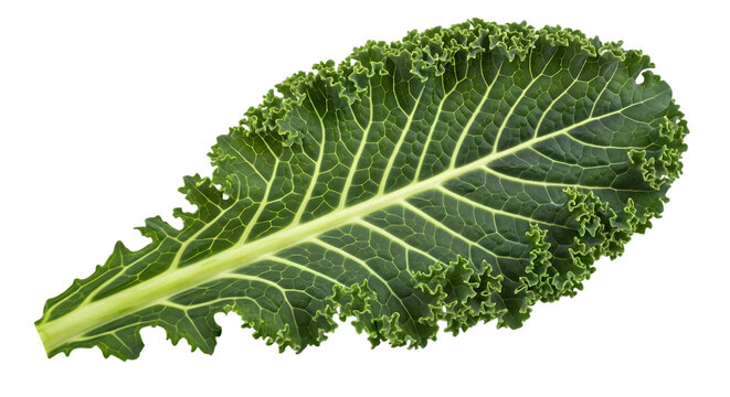 Fresh green curly kale leaf, rich in nutrients, isolated on transparent background