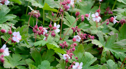 Geranium flower close-up – cranesbill in the garden
