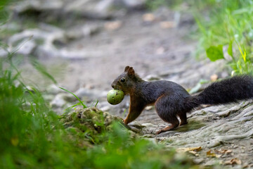 Red Squirrel Carrying Nut in Forest Habitat (Sciurus vulgaris)