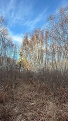 Golden Hour Up North Minnesota