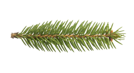 Fresh green spruce branch on a transparent background PNG file for Christmas decoration