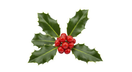  Holly berries green leaves on transparent background PNG image file Christmas decor