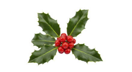  Holly berries green leaves on transparent background PNG image file Christmas decor