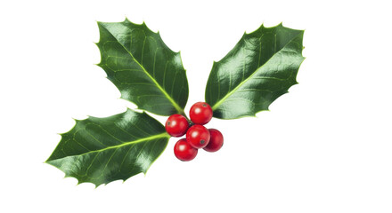 Christmas Holly Leaves with Red Berries on a Transparent Background PNG Image