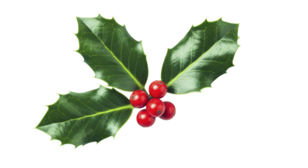 Christmas Holly Leaves with Red Berries on a Transparent Background PNG Image