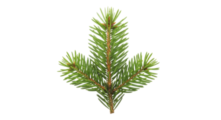 Fresh Green Christmas Tree Branch on a Transparent Background PNG Image