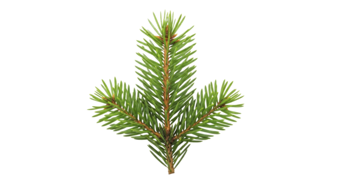 Fresh Green Christmas Tree Branch on a Transparent Background PNG Image