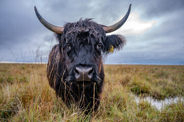 A black Highland cow with long, curved horns stands in a grassy field under a cloudy sky, looking directly at the camera, St Peter Ording, North sea, Germany