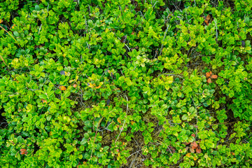 Obraz premium Mountains and valley covered with blueberry bushes. Summer in Carpathians, Ukraine