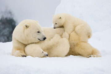 polar bear in the snow