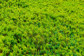 Mountains and valley covered with blueberry bushes. Summer in Carpathians, Ukraine