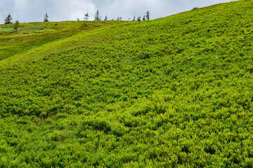 Mountains and valley covered with blueberry bushes. Summer in Carpathians, Ukraine