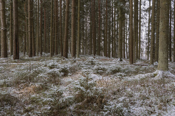 Quiet Winter Pine Forest with Snow-Dusted Underbrush