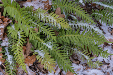 Green Fern Leaves with Light Snow on Forest Floor in Early Winter