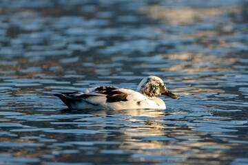 Leucistic Mallard Duck Swimming on Lake Constance at Sunset