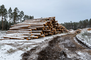 Large Stacks of Snow-Covered Timber Logs in a Winter Forestry Worksite