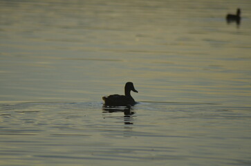 Wild ducks in the water. A large forest lake with a calm surface reflecting the sunlight. Wild waterfowl swim in the water. Dark-colored ducks are reflected in the water. A summer evening outdoors.
