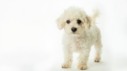 Fototapeta premium Adorable white puppy standing on a white background looking at the camera