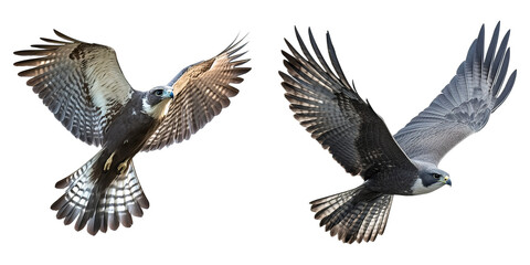 Fototapeta premium Two majestic hawks are captured mid-flight, their powerful wings spread wide against a bright background, showcasing their freedom.