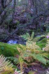 Vertical Forest Scene with Green Ferns Mossy Rocks and Stream Background
