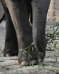Elephant holding fern branches with its trunk

