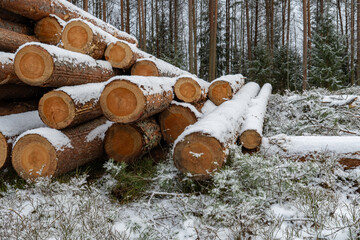 Close-Up View of Snow-Covered Pine Logs Stacked at a Winter Logging Site in Coniferous Forest