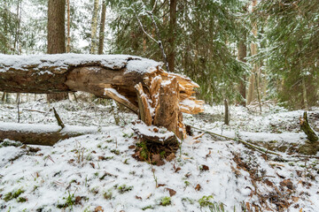 Broken Fallen Tree Trunk in Snow-Covered Winter Forest Showing Splintered Wood and Natural Decay