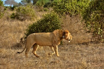 lion in the grass
