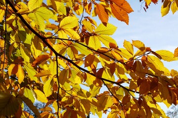 Yellow beech branch illuminated by sunlight. Yellow wallpaper.