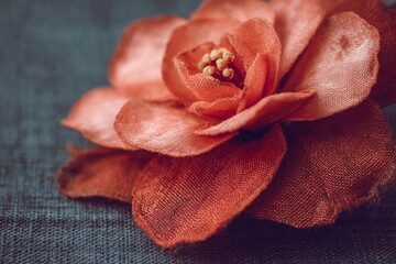 The natural texture and beauty of delicate orange petals are accentuated by soft light in a serene setting, as seen in a close-up view