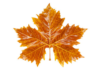 Platan autumn rufous  wet leaf