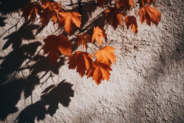 Golden hour in a serene setting brings out the artistic impressions of autumn leaves on a textured wall