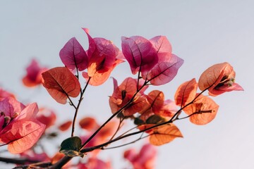 The tranquil atmosphere of a garden is enhanced by vibrant bougainvillea leaves bathed in sunlight