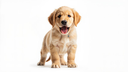 Fototapeta premium Adorable golden retriever puppy with mouth open on a white background