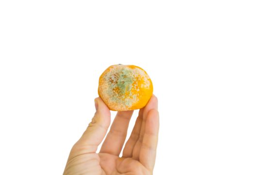 hand holding spoiled orange tangerine fruit covered in green mold isolated on white background concept of food waste, health hazard, decay process