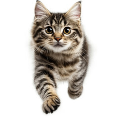 Naklejka premium Small gray and brown tabby cat with big eyes playfully pawing at the camera, front legs outstretched. Use: children's book illustration, greeting.