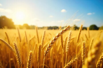 Naklejka premium Golden wheat field ready for harvest, sunlit stalks swaying gently in the breeze Abundant crop, ripe and ready for reaping Agricultural scene at its finest , wheat stalks, harvest, crop