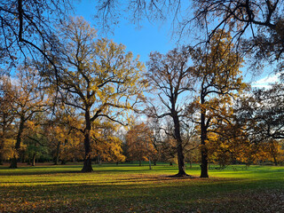 Beautiful view of an empty park in golden sunshine and colorful autumn leaves
