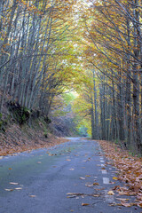 Vertical View of Winding Road Through Autumn Chestnut Forest Tunnel