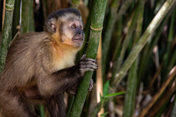Macaco-prego (Sapajus nigritus) no Horto Florestal de São Paulo