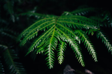 Characteristic green sage plant in the Azores islands