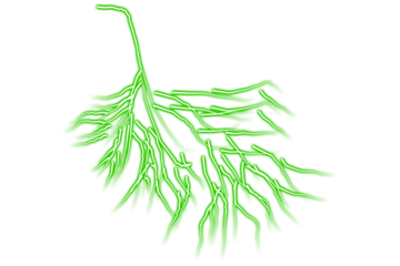 Bright green bioluminescent fungal hyphae branching against black background