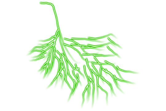 Bright green bioluminescent fungal hyphae branching against black background