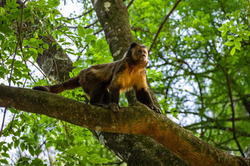 Macaco-prego adulto (Sapajus nigritus) observando o ambiente em galho alto – Horto Florestal de São Paulo