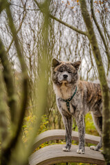 Akita Inu dog with a gray and brown spotted coat stands on a wooden bench in a forested area, looking alert, St Peter Ording, North Sea, Germany