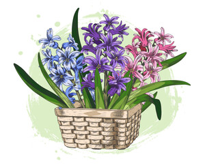 Hyacinth flowers with leaves in a wicker basket sketch, vector vintage floral design, hand drawn spring blossom bouquet