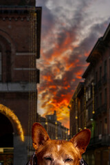 Obraz premium Dog peering over frame with city street and colorful sunset sky