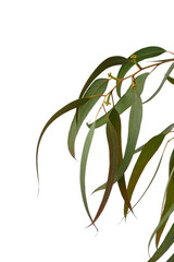 Eucalyptus Soul in White Universe