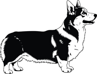 Corgi dog breed illustration black and white vector pet animal design eps silhouette
